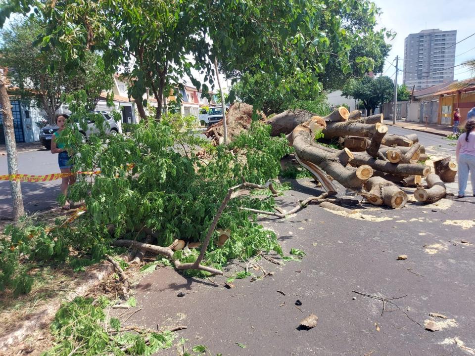 Foto 2 de 4 — Prefeitura retoma remoção de árvores caídas após temporal em Araraquara